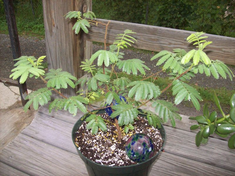 Soubor:Mimosa-tenuiflora-bush.jpg