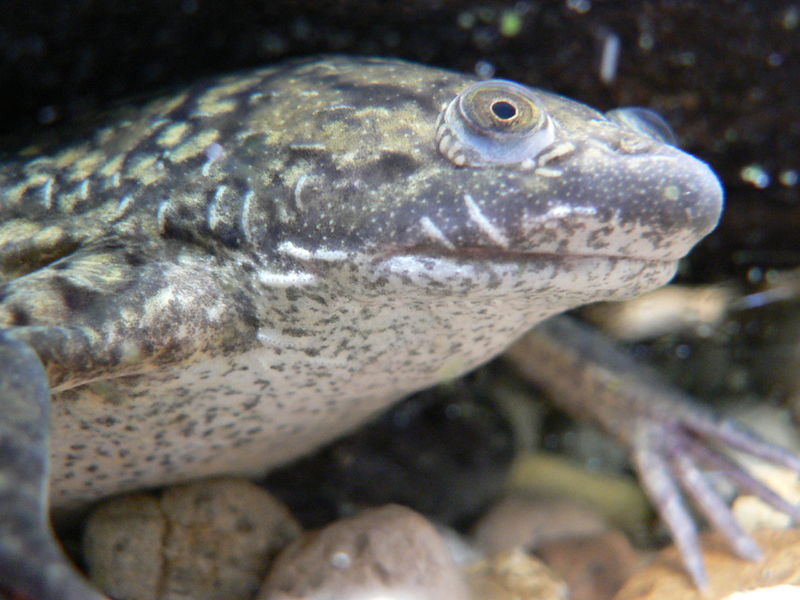 Soubor:African Clawed Frog.JPG