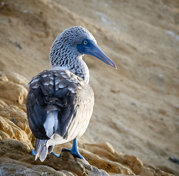 Soubor:Blue-footed booby-Galapagos-PSFlickr01.jpg