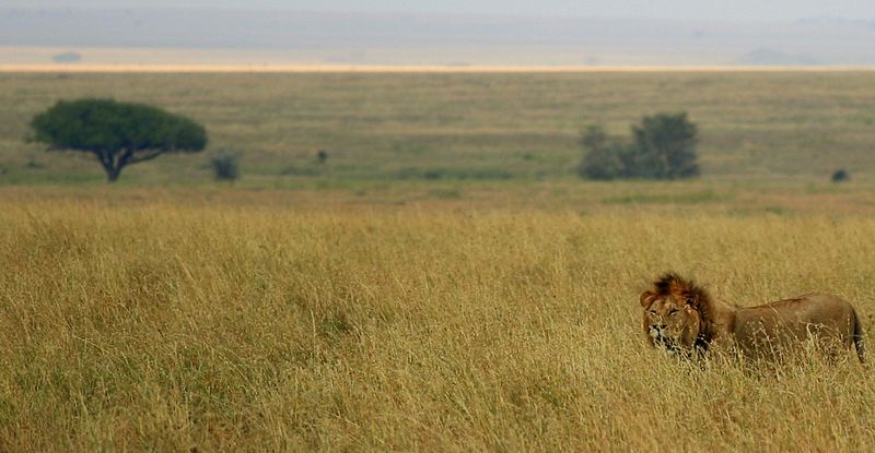 Soubor:Male lion on savanna.jpg