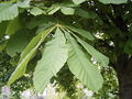 Aesculus hippocastanum bladeren.jpg