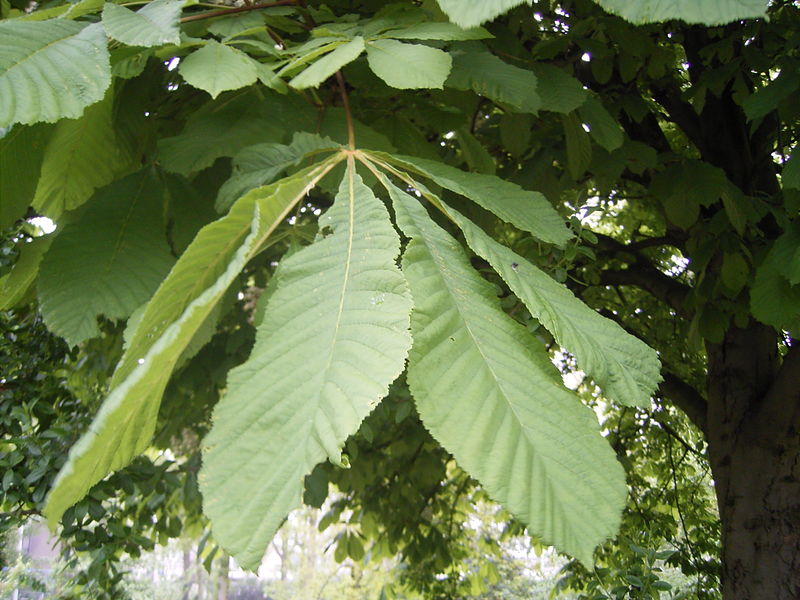 Soubor:Aesculus hippocastanum bladeren.jpg