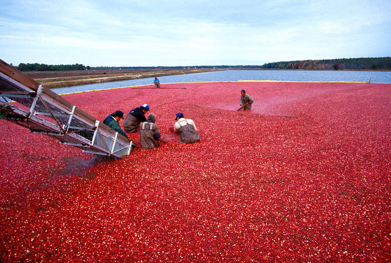 Soubor:Cranberrys beim Ernten.jpeg