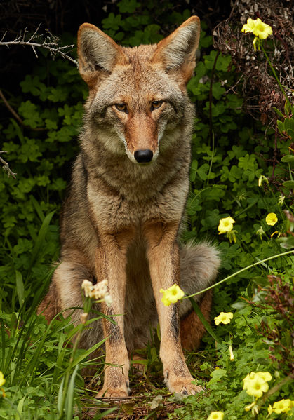 Soubor:Urban Coyote, Bernal Heights.jpg