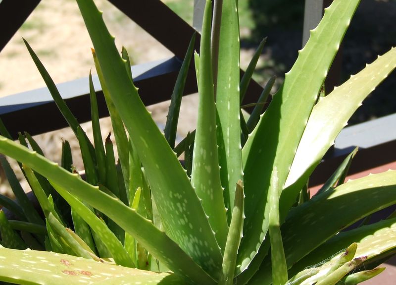 Soubor:Aloe Vera.jpg