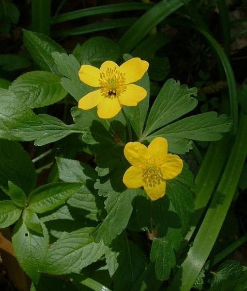 Soubor:Anemone ranunculoides jfg.jpg