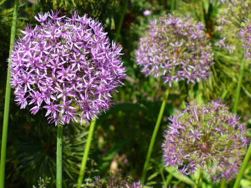 Soubor:Allium-aflatunense-0567.JPG