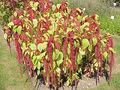 Amaranthus caudatus1.jpg