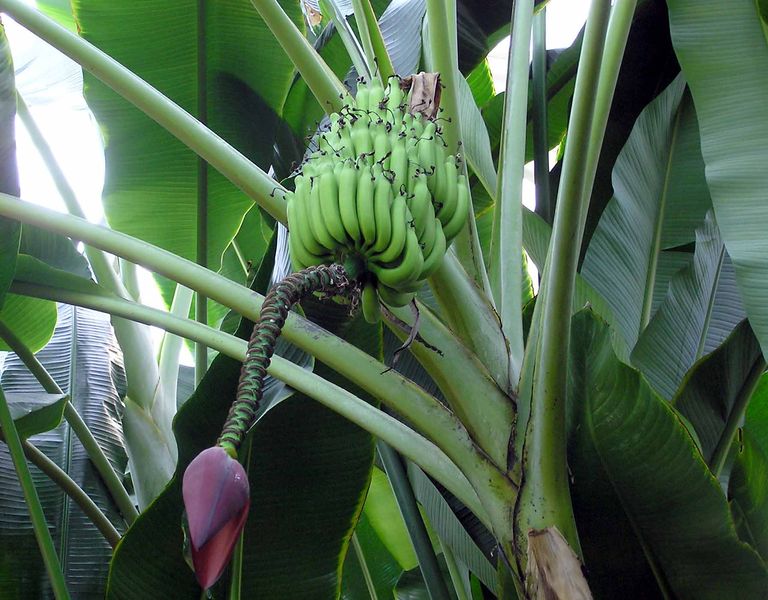 Soubor:Banana.plant.kewgardens.arp.jpg