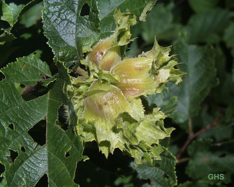 Soubor:Corylus americana0.jpg