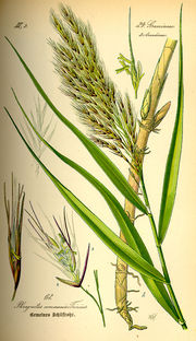 Illustration Phragmites australis0.jpg