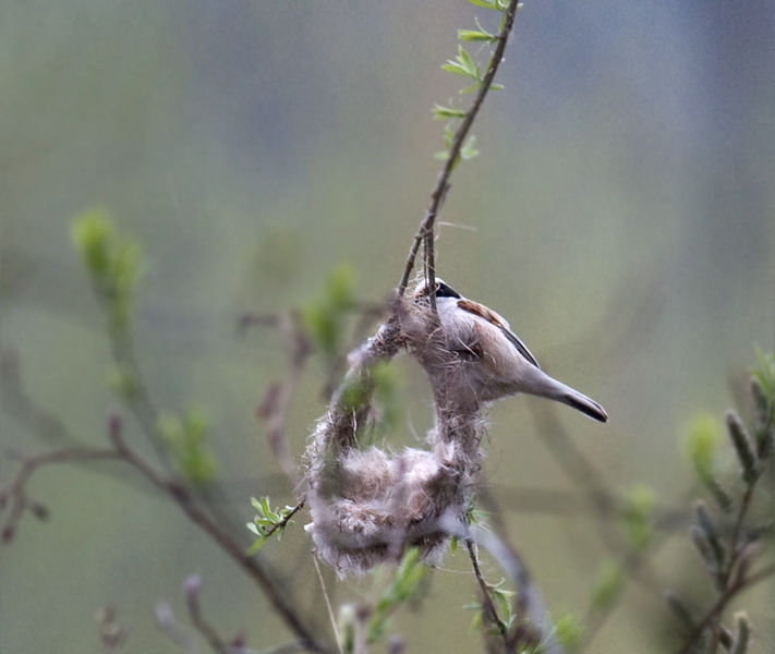 Soubor:European Penduline Tit.jpg