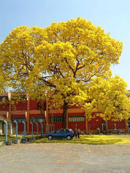 Soubor:Ipê amarelo Tabebuia Goiânia.jpg