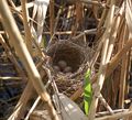 Acrocephalus arundinaceus nest.jpg