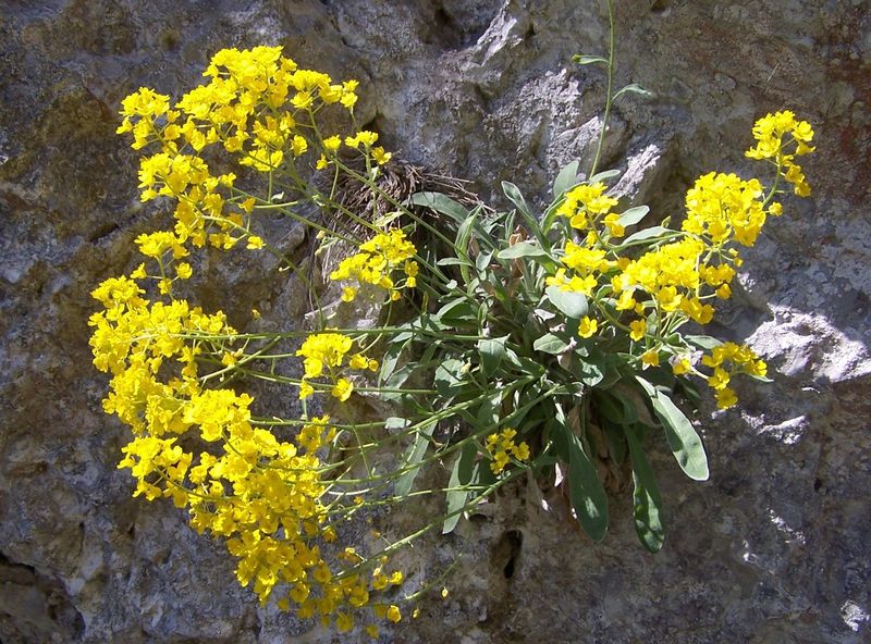 Soubor:Alyssum saxatile a1.jpg