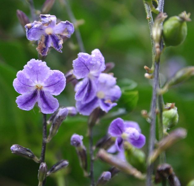 Soubor:Duranta repens00.jpg