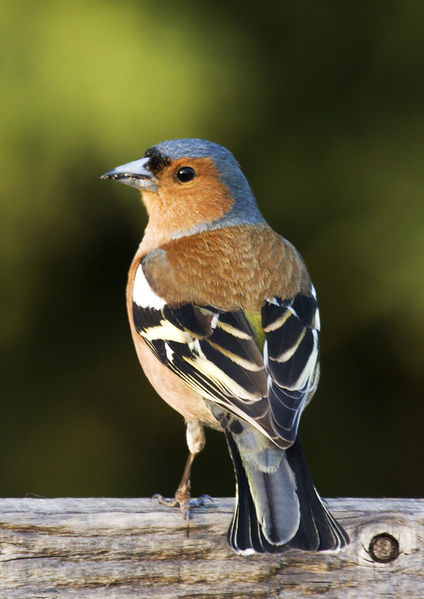 Soubor:Fringilla coelebs (chaffinch), male.jpg