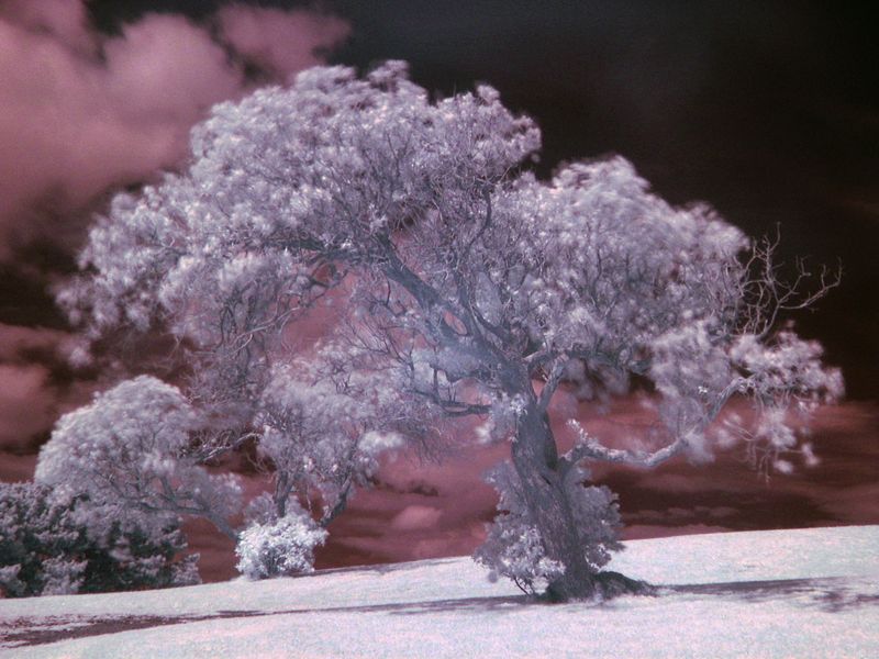 Soubor:Tree example IR.jpg