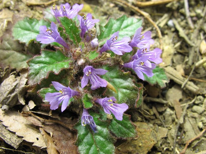 Soubor:Ajuga decumbens2.jpg