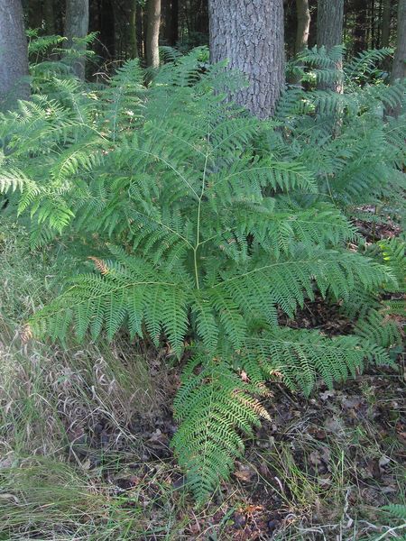 Soubor:Adelaarsvaren plant Pteridium aquilinum.jpg