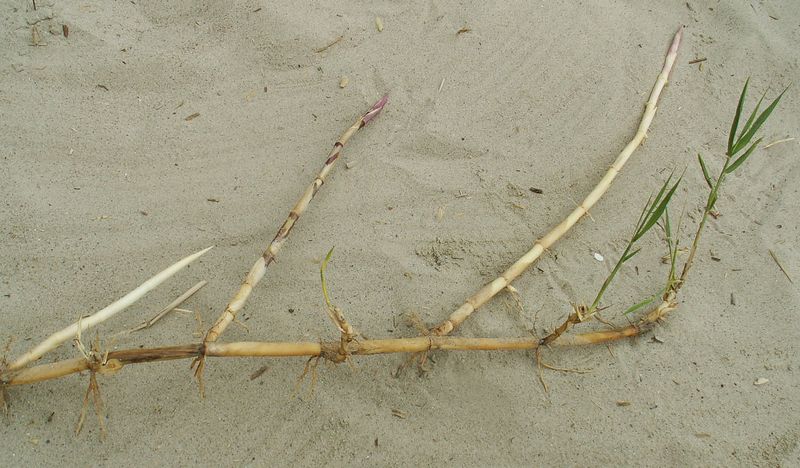 Soubor:Phragmites australis rhizome kz.jpg