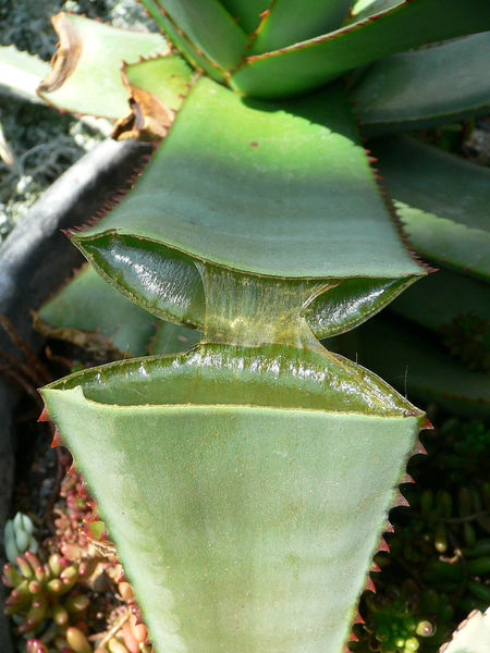 Soubor:Split Aloe.jpg