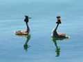 Lac-du-der-taucher.jpg