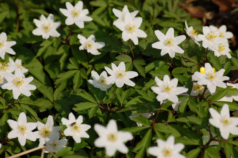 Soubor:Anemone nemorosa 001.JPG