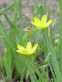 Sisyrinchium californicum4.jpg