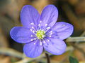 Hepatica noblis 20060501 004.jpg