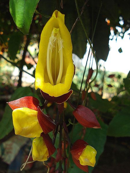 Soubor:Thunbergia mysorensis.JPG