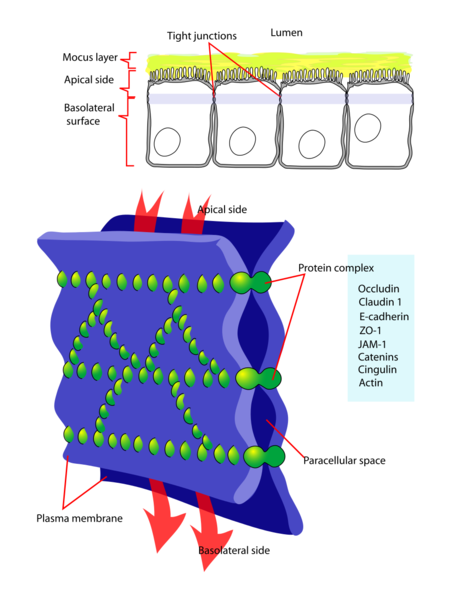 Soubor:Cellular tight junction-en.png