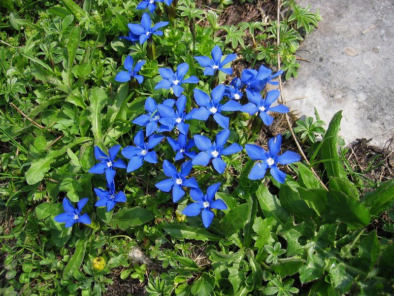 Soubor:Gentiana verna.jpg