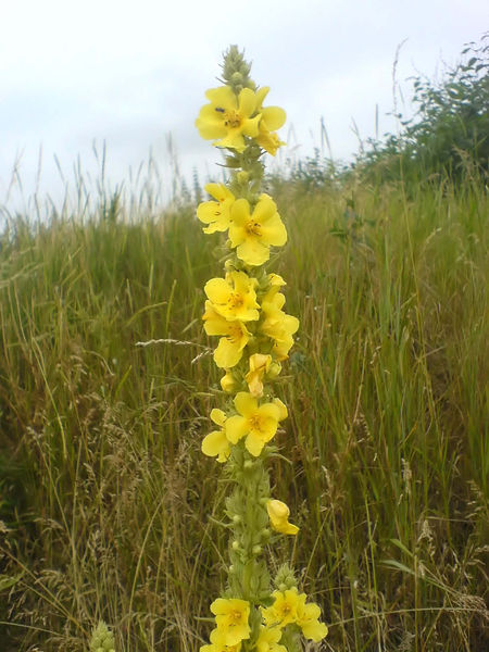 Soubor:Verbascum densiflorum S2.jpg