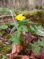 Anemone ranunculoides 210406a.jpg