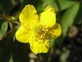 Anemone ranunculoides3.JPG