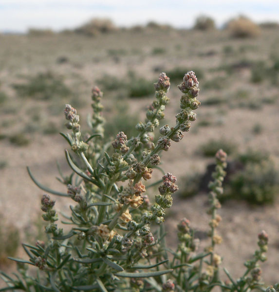 Soubor:Oligomeris linifolia 4.jpg