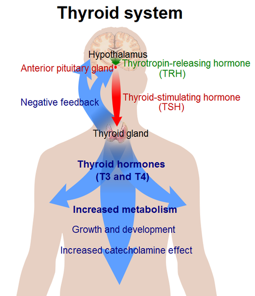 Soubor:Thyroid system.png