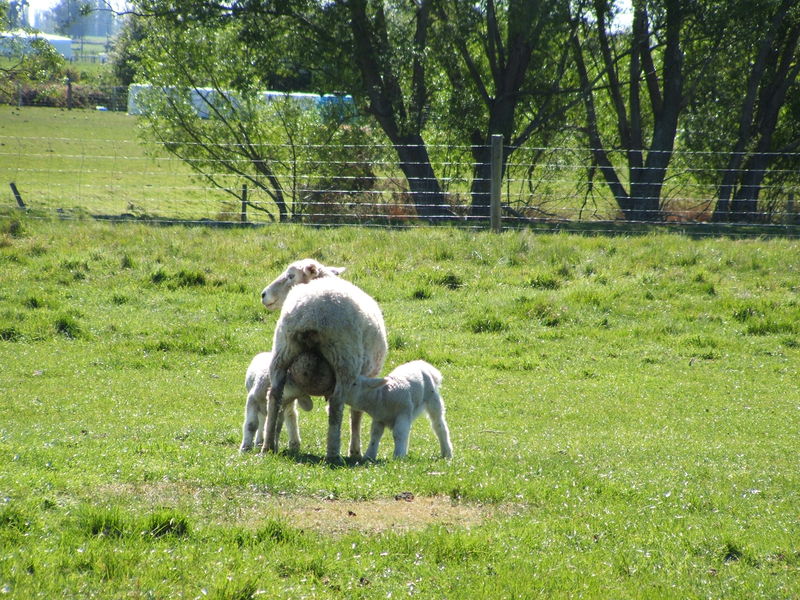 Soubor:Baby sheep feeding.JPG