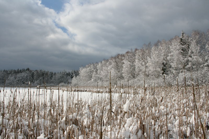 Soubor:Blanko in winter 3.jpg