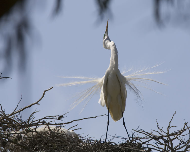 Soubor:Casmerodius albus.jpg