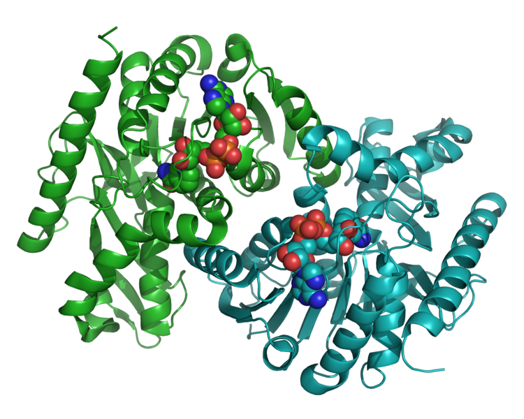 Soubor:Malate dehydrogenase (Sus) 4MDH.png