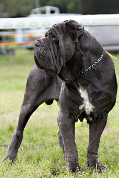 Soubor:Mastino sylwetka.jpg