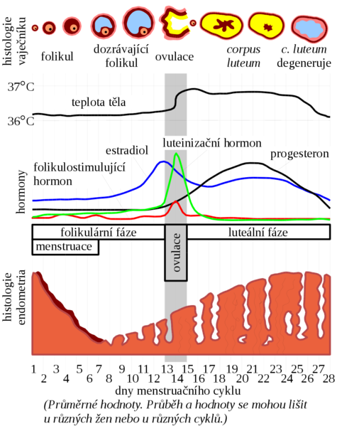 Soubor:MenstrualCycle cs.png