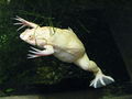 Xenopus laevis var albino.jpg