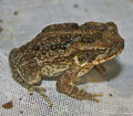 Young Bufo marinus.jpg