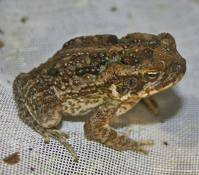 Soubor:Young Bufo marinus.jpg