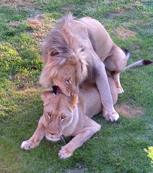 Soubor:Lion pair2.jpg