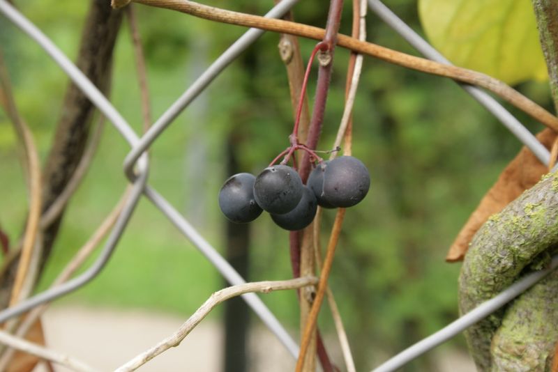 Soubor:Menispermum-dauricum-fruits.jpg