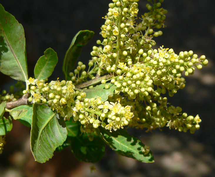 Soubor:Escallonia myrtoides 1.jpg